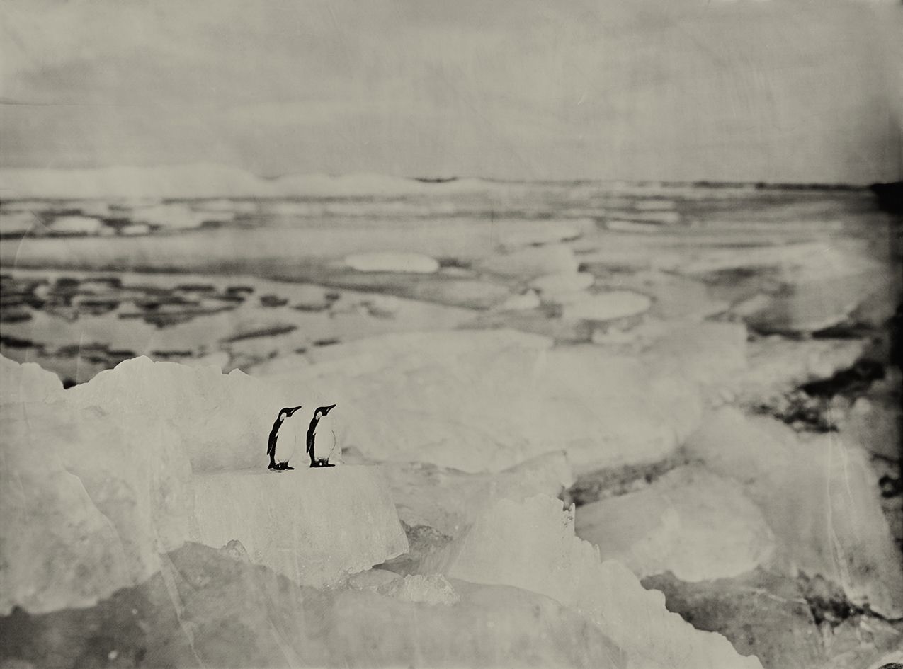 Emperor Penguins Drift ice Hindeloopen Holland